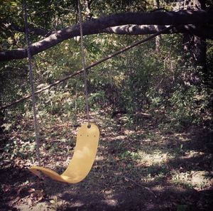 Close-up of yellow tree in forest