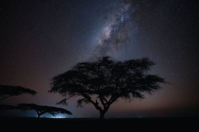 Silhouette tree against sky at night