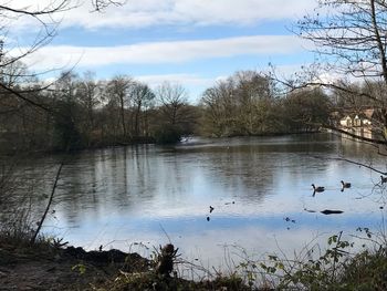 Ducks swimming in lake