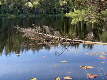Leaves floating on water in lake