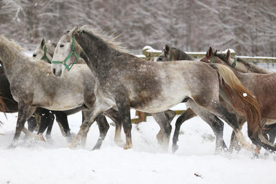 Horse standing on snow covered field