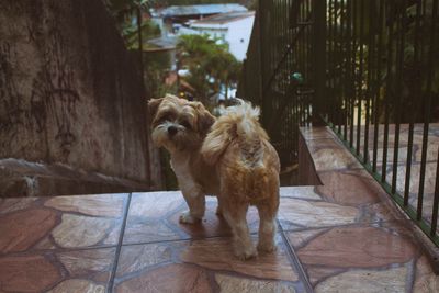 Portrait of dog sitting on floor