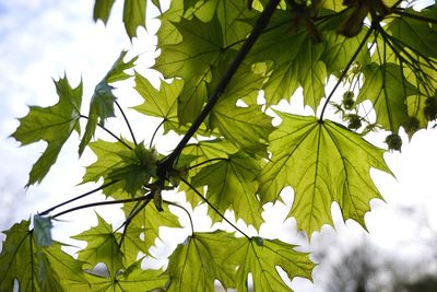 Low angle view of leaves against sky