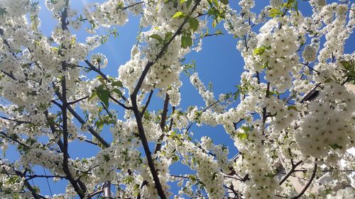 Low angle view of cherry blossoms against sky