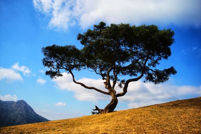 Tree on field against sky