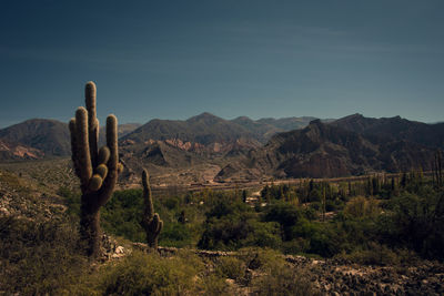 Cactus plants on landscape against sky