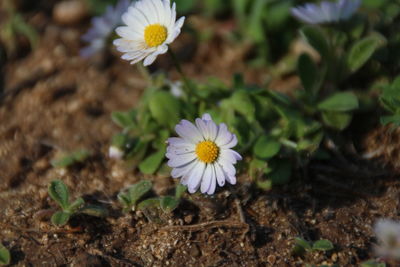 Close-up of flowers blooming outdoors