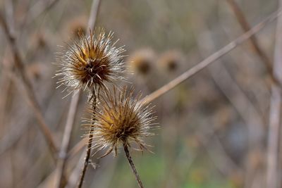 Close-up of wilted dandelion