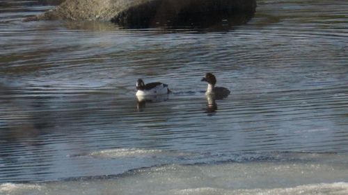 Ducks swimming in lake