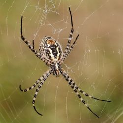 Close-up of spider on web