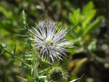 Close-up of purple flowering plant
