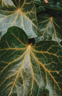 Close-up of leaf