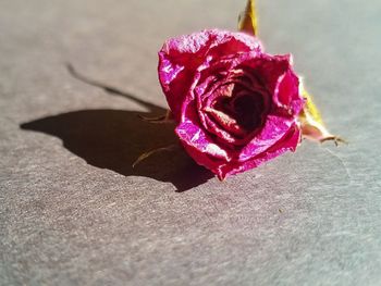 Close-up of wilted rose