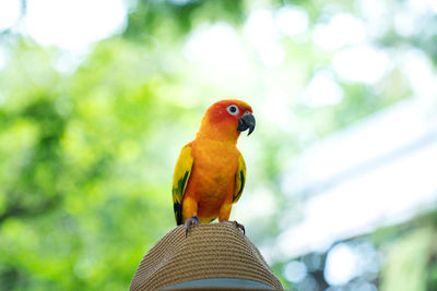 Close-up of parrot perching on a tree