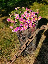 Pink flowering plants in park