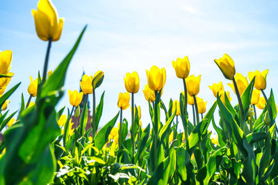 Close-up of yellow flowering plants on field against sky