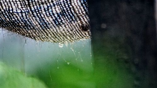 Close-up of turtle in water