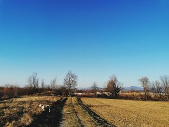 Bare trees on field against clear blue sky