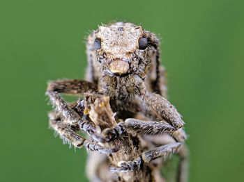 Close-up of spider