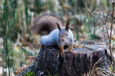 Close-up of squirrel