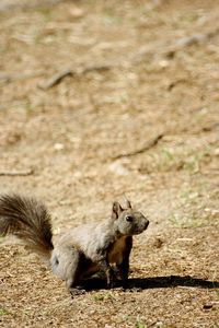 Close-up of squirrel