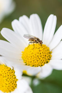 Close-up of bee on yellow flower