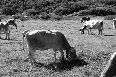 Cows grazing in the field