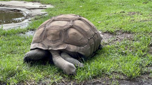 View of tortoise on field