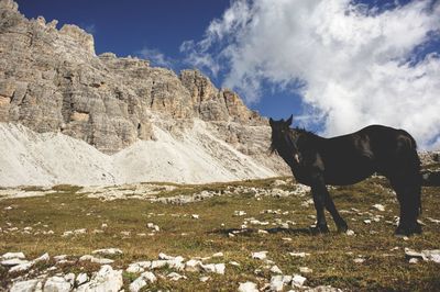Horse grazing on field against sky