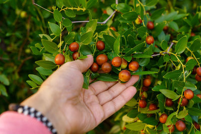 Cropped image of person holding fruits on plant