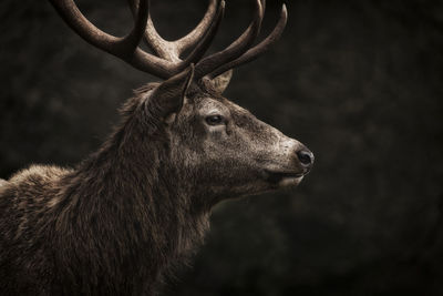 Close-up of deer