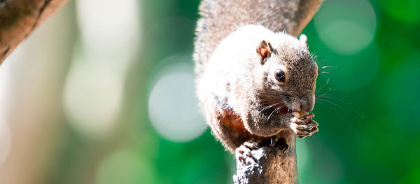 Close-up of squirrel on tree