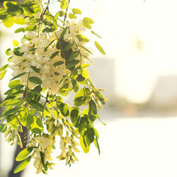 Close-up of flowering plant