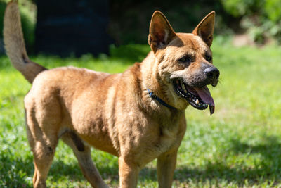 Close-up of a dog on field