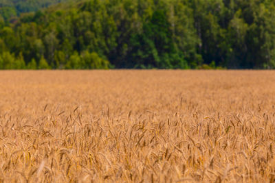 Close-up view of oats field against green forest background