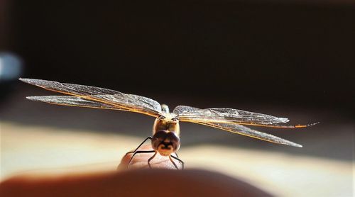 Close-up of insect