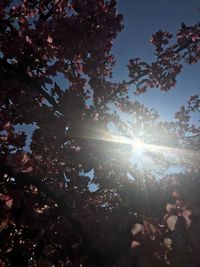 Sun shining through trees