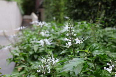 Close-up of white flowering plant