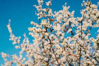 Low angle view of cherry blossoms against blue sky