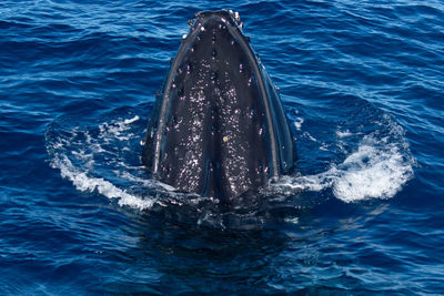 View of whale