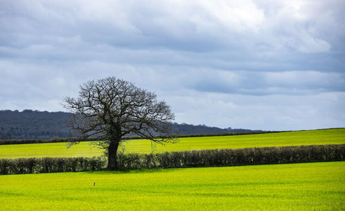 Scenic view of field against sky