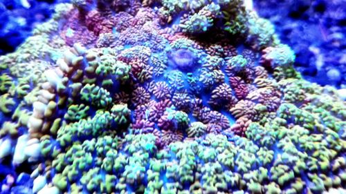 Full frame shot of multi colored coral