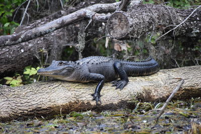 Close-up of crocodile on tree