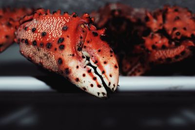 Close-up of frozen crab