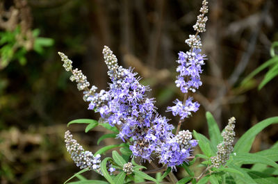 Close-up of purple flowering plants