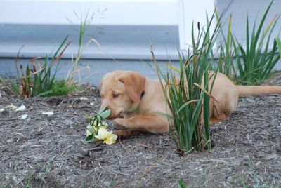 Yellow lab puppy 