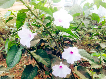 Close-up of flowers blooming outdoors