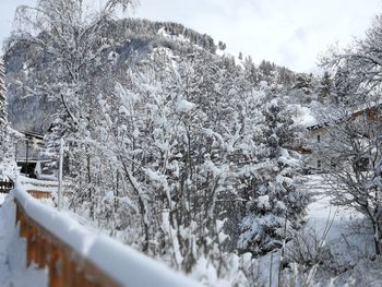 Snow covered plants against trees