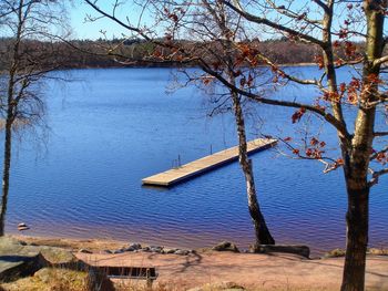 Reflection of trees in water