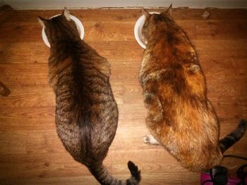 Close-up of wooden door